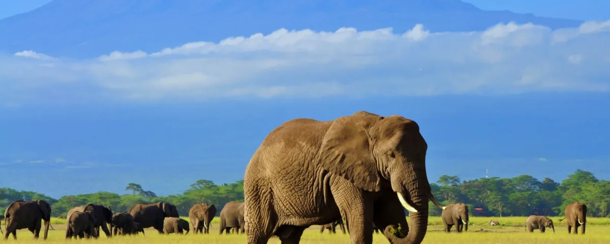 What are the best safari tours with conservation experiences in Kenya?