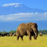 What are the best safari tours with conservation experiences in Kenya?