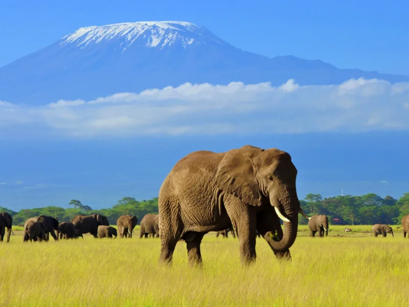 What are the best safari tours with conservation experiences in Kenya?