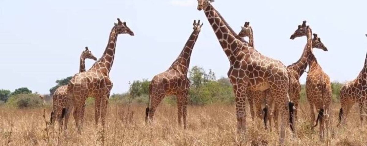 What are the best safari tours with wildlife encounters in Kenya?