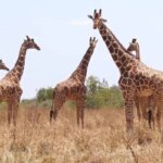 What are the best safari tours with wildlife encounters in Kenya?