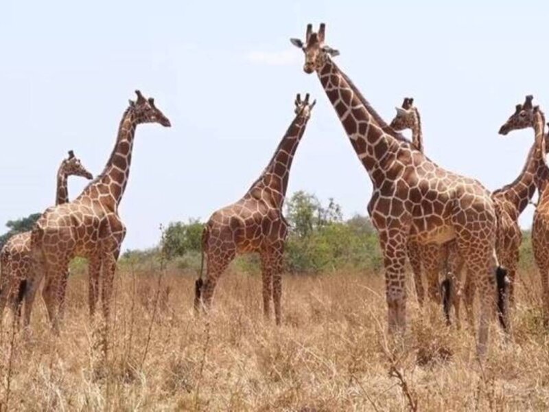 What are the best safari tours with wildlife encounters in Kenya?