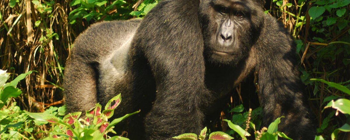 What is gorilla habituation experience in Uganda