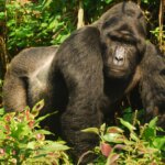 What is gorilla habituation experience in Uganda