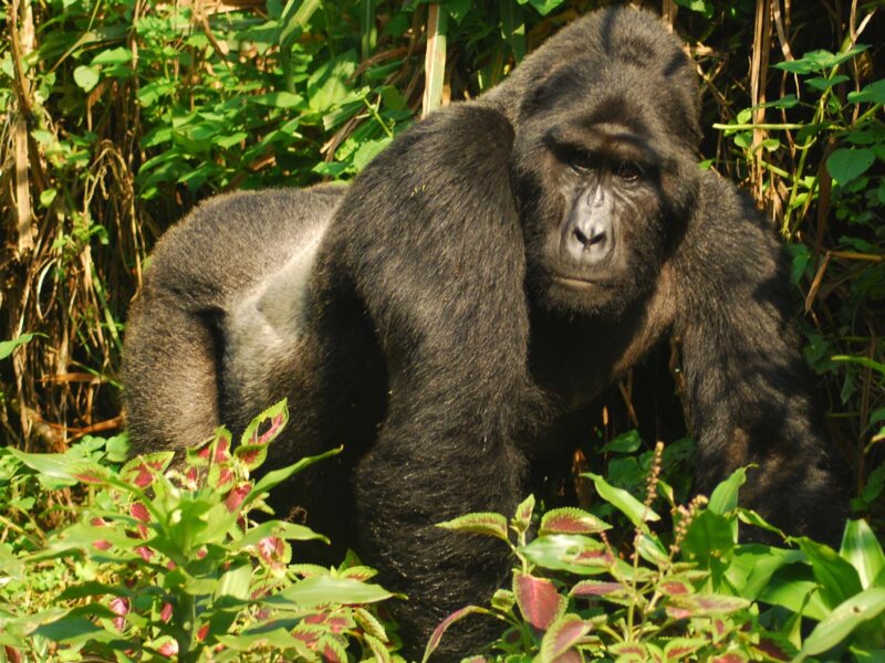 What is gorilla habituation experience in Uganda