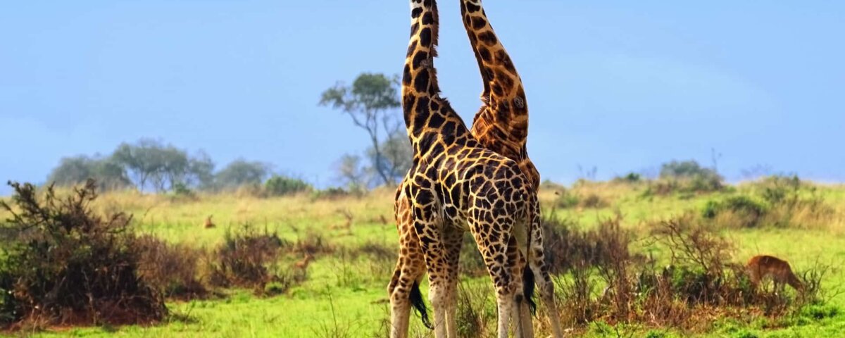 What is included in Uganda safari packages?
