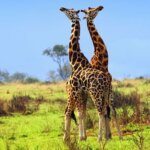What is included in Uganda safari packages?