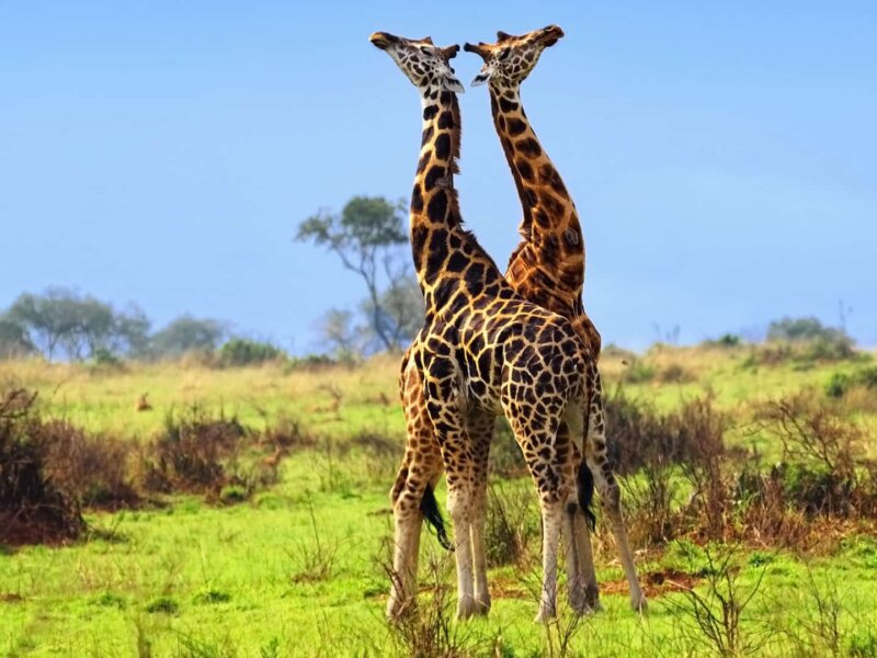 What is included in Uganda safari packages?