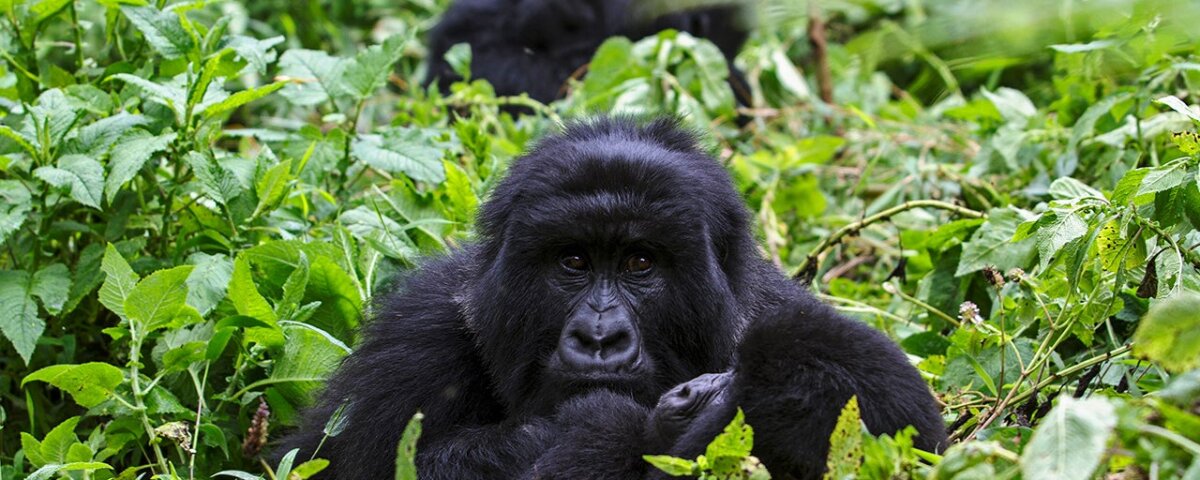 What is the best season for gorilla trekking in Uganda
