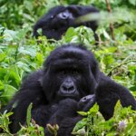 What is the best season for gorilla trekking in Uganda