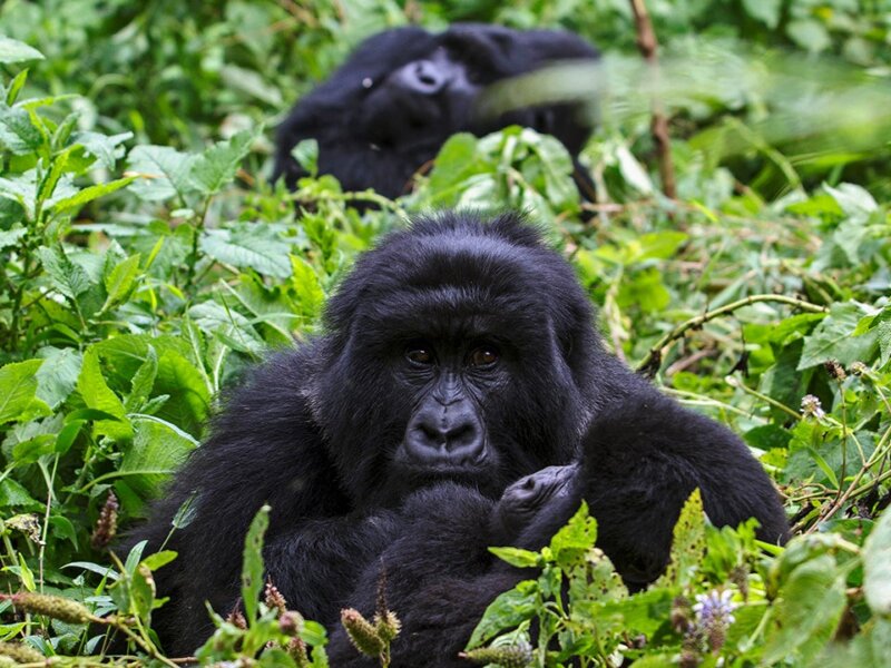 What is the best season for gorilla trekking in Uganda