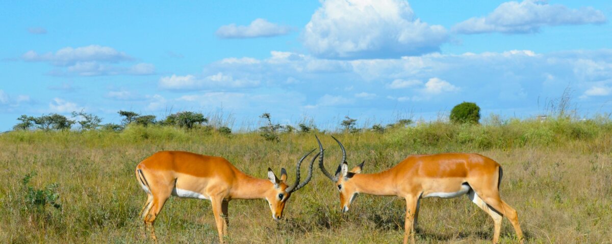 What is the best time for Uganda safaris