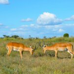 What is the best time for Uganda safaris