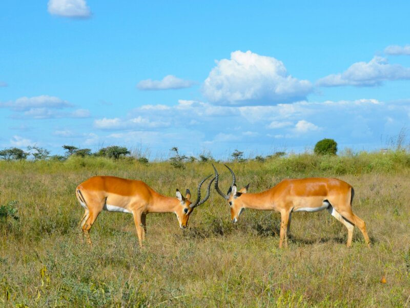 What is the best time for Uganda safaris