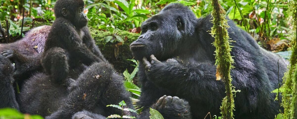 What should I pack for gorilla trekking in Uganda