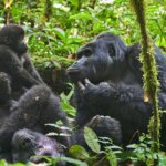 What should I pack for gorilla trekking in Uganda