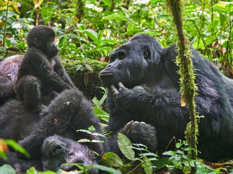 What should I pack for gorilla trekking in Uganda