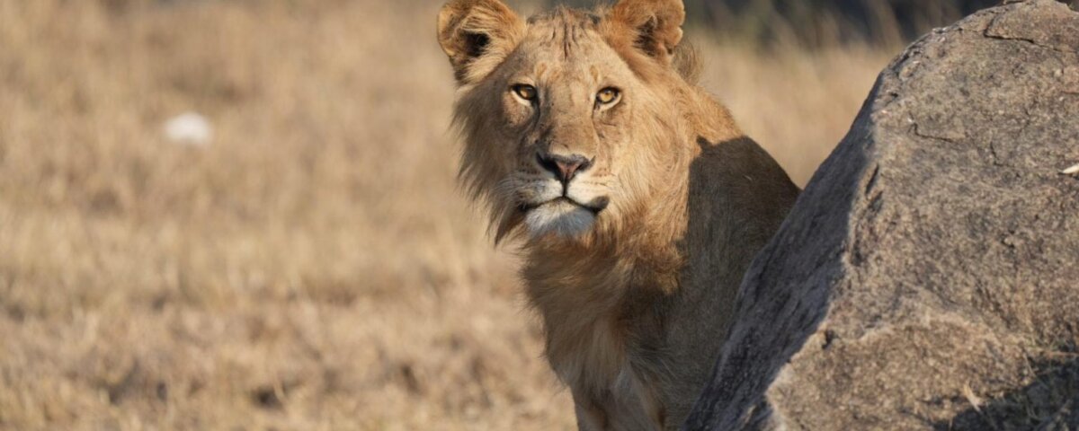 Tanzania Safari for Safari Enthusiasts