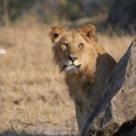 Tanzania Safari for Safari Enthusiasts