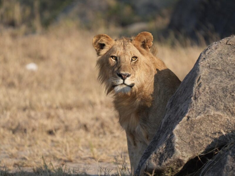 Tanzania Safari for Safari Enthusiasts