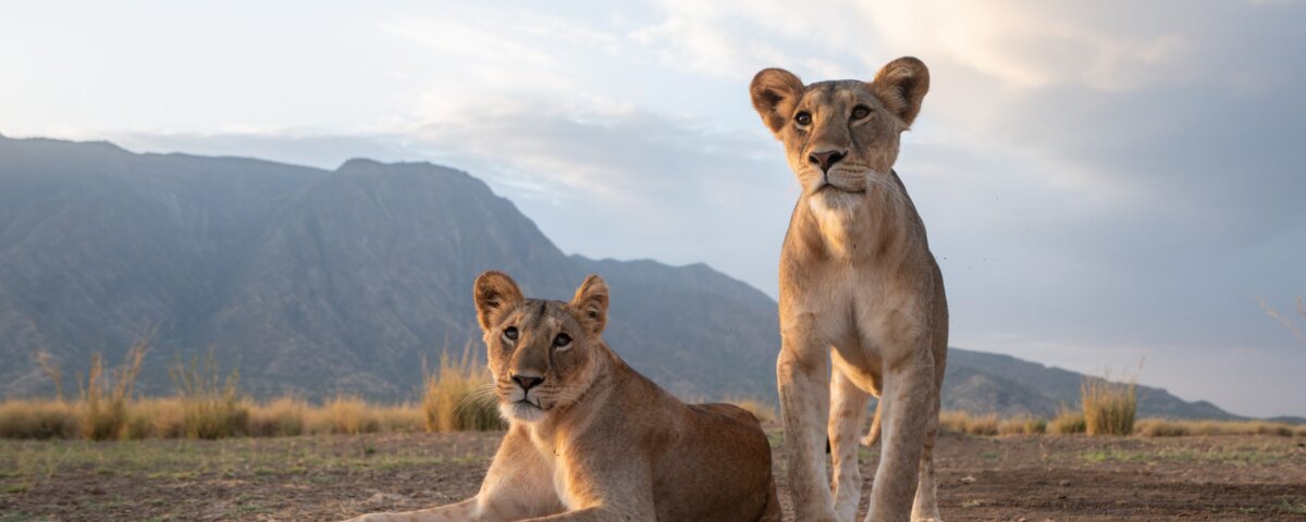 Where to Best Go for Kenya Wildlife Conservation Focused Safaris