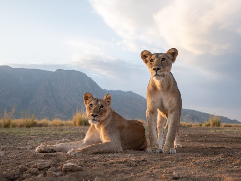 Where to Best Go for Kenya Wildlife Conservation Focused Safaris