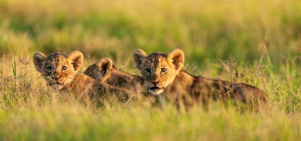 Which Kenya Best Safari Holidays for Nature and Wildlife Lovers?