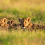 Which Kenya Best Safari Holidays for Nature and Wildlife Lovers?