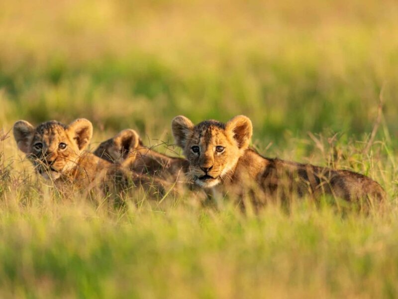 Which Kenya Best Safari Holidays for Nature and Wildlife Lovers?