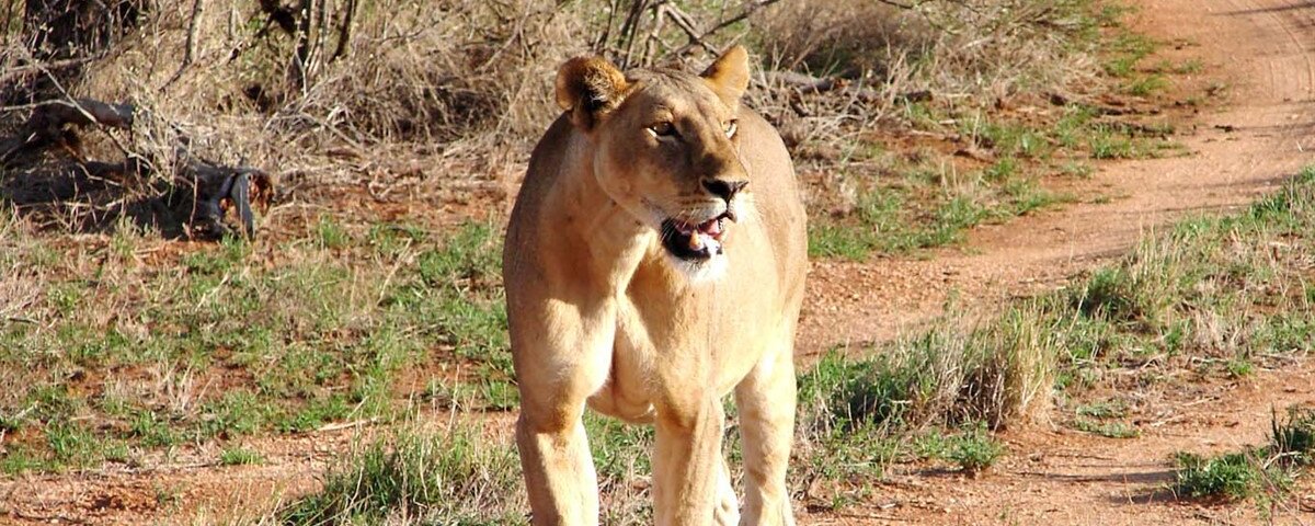 Which Kenya Safari Companies Are Reliable?