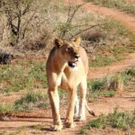 Which Kenya Safari Companies Are Reliable?