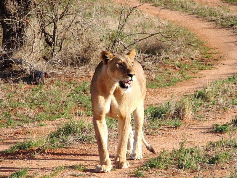 Which Kenya Safari Companies Are Reliable?