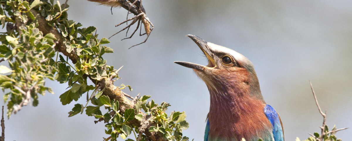 Which Kenya Safaris Are Best for Bird Watching?