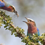 Which Kenya Safaris Are Best for Bird Watching?
