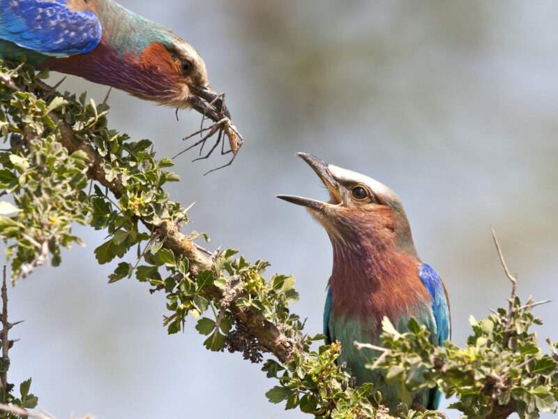 Which Kenya Safaris Are Best for Bird Watching?