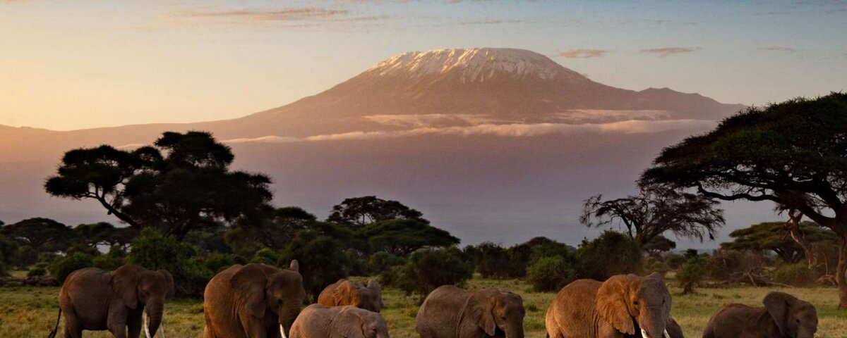 Which Kenyan Safari Is Best for the Big Five?