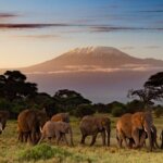 Which Kenyan Safari Is Best for the Big Five?