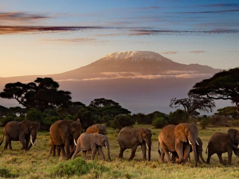 Which Kenyan Safari Is Best for the Big Five?
