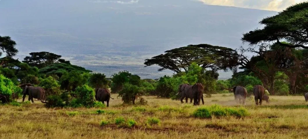 Which Parks Are Best for Kenya Safaris?