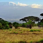 Which Parks Are Best for Kenya Safaris?