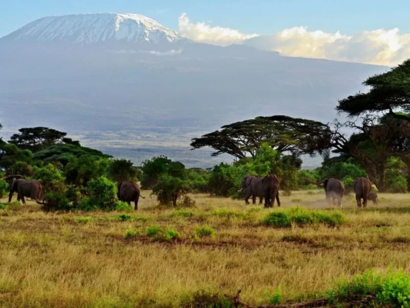 Which Parks Are Best for Kenya Safaris?