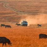 Which Safari Experiences in Kenya Are Best In Dry Season?