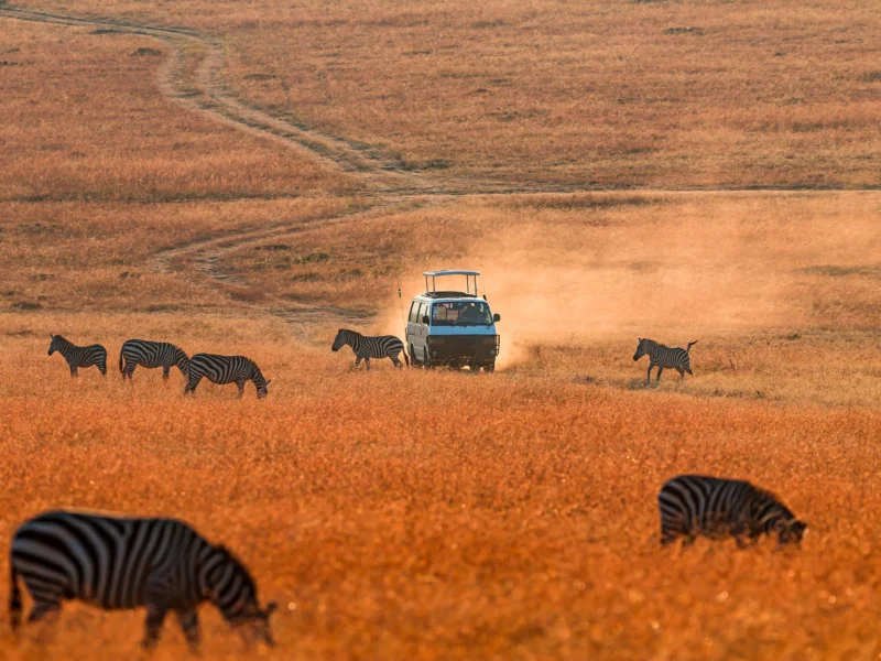 Which Safari Experiences in Kenya Are Best In Dry Season?