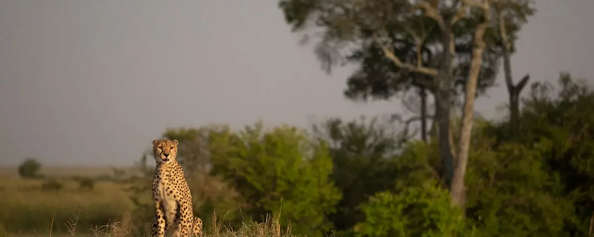 Which Safari Tours in Kenya Offer the Best Experiences with Local Guides?