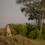 Which Safari Tours in Kenya Offer the Best Experiences with Local Guides?
