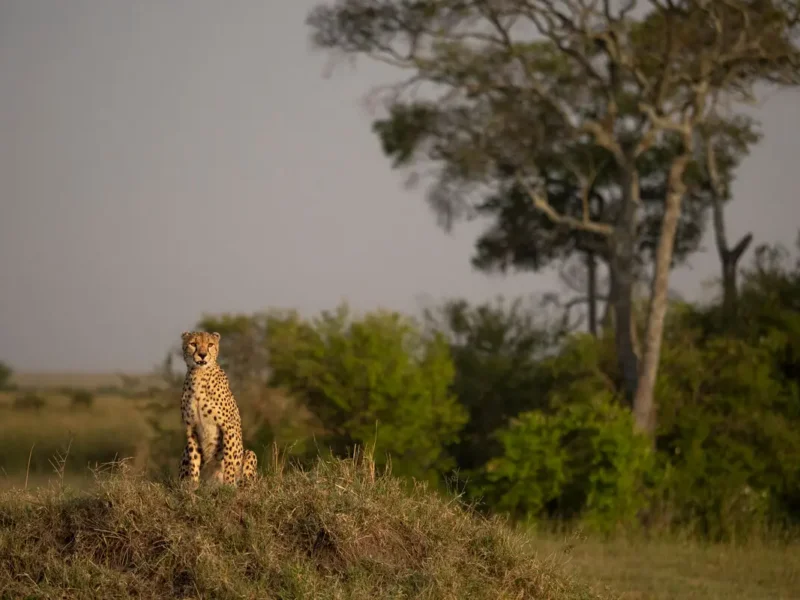 Which Safari Tours in Kenya Offer the Best Experiences with Local Guides?