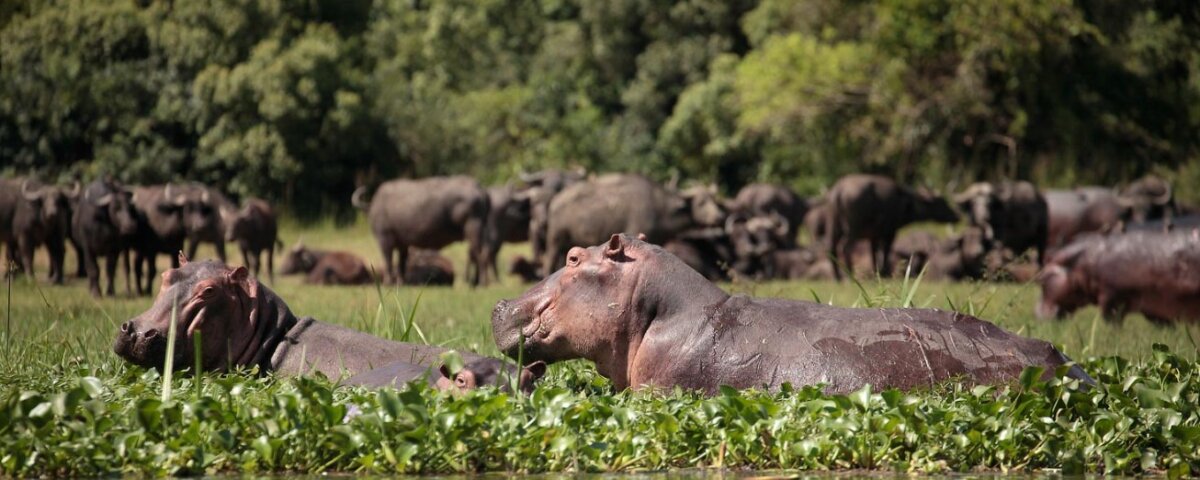 Which Uganda safari is best for first time visitors