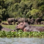 Which Uganda safari is best for first time visitors