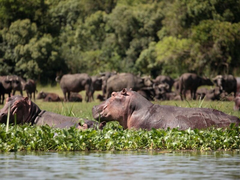 Which Uganda safari is best for first time visitors