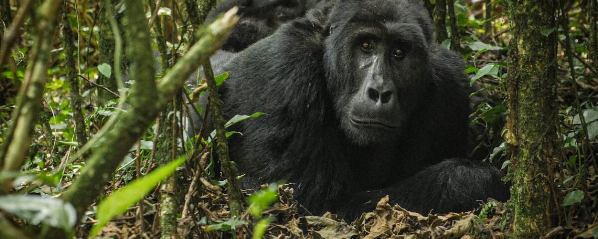 Which Uganda safaris include gorilla trekking